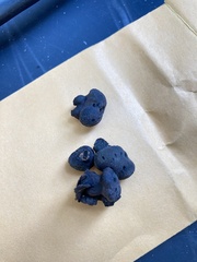 Daldinia concentrica