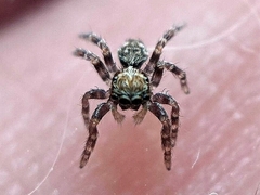 Pseudeuophrys erratica