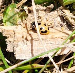 Hippodamia parenthesis