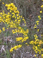 Acacia spinescens