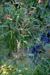 Echinochloa walteri