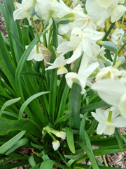 Narcissus jonquilla