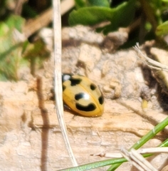 Hippodamia parenthesis