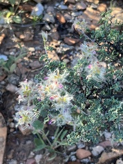 Dalea formosa