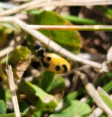 Hippodamia parenthesis