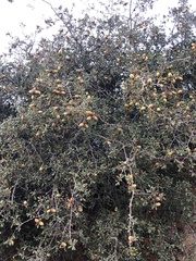 Quercus berberidifolia