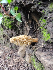 Morchella