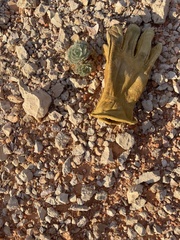 Arctomecon californica