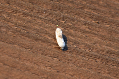 Ponometia candefacta