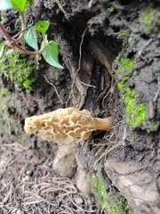 Morchella