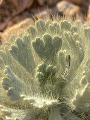 Arctomecon californica