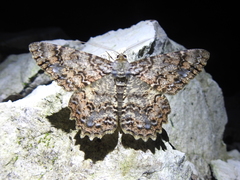 Epimecis