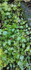 Hydrocotyle americana