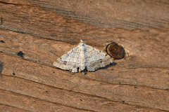 Frederickia nigricomma