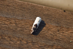 Ponometia phecolisca