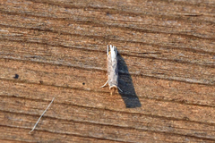 Parapediasia teterrellus