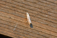 Parapediasia teterrellus