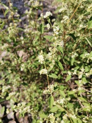 Lippia