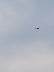 Ictinaetus malaiensis