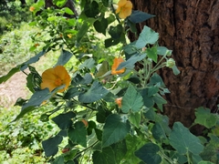 Abutilon grandifolium