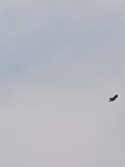 Ictinaetus malaiensis