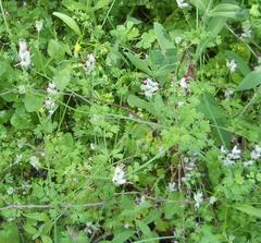 Fumaria muralis boraei