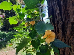 Abutilon grandifolium