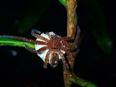 Heteropoda