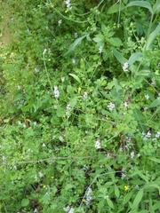 Fumaria muralis boraei