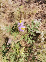 Solanum citrullifolium