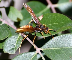 Polistes comanchus
