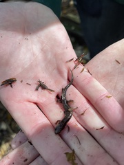 Desmognathus ochrophaeus