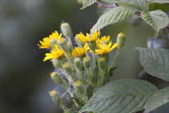 Hieraciinae