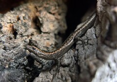 Cryptoblepharus pannosus