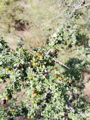 Condalia warnockii