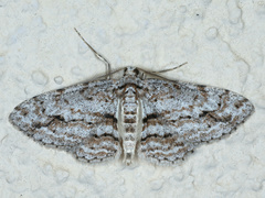 Didymoctenia exsuperata