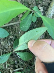 Ixeridium laevigatum