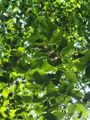 Litylenchus crenatae