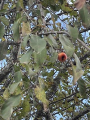 Crataegus phaenopyrum
