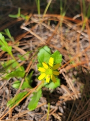 Berlandiera subacaulis