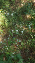 Eryngium integrifolium