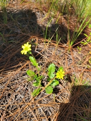 Berlandiera subacaulis