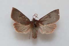 Orthosia transparens