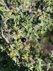 Condalia warnockii