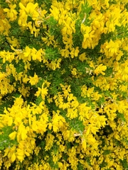 Genista stenopetala
