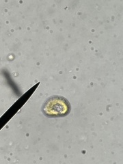 Heterosigma akashiwo