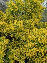 Genista stenopetala
