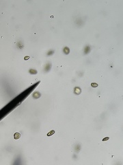 Heterosigma akashiwo