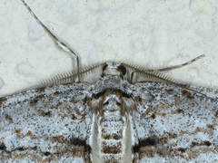 Didymoctenia exsuperata