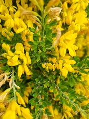 Genista stenopetala
